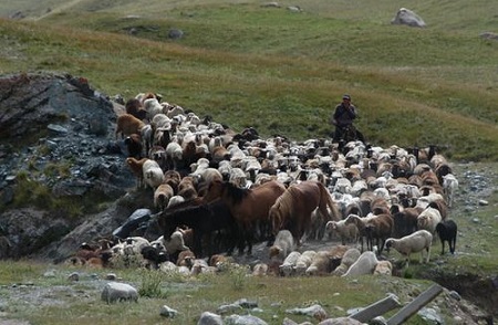 Жители Хакасии будут получать компенсацию за содержание овец и лошадей